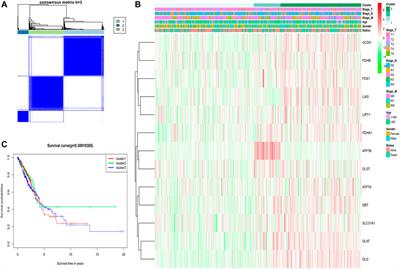 A novel defined cuproptosis-related gene signature for predicting the prognosis of lung adenocarcinoma